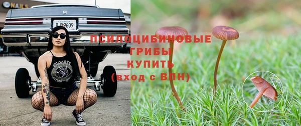 гашик Алексин